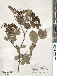 Viburnum dilatatum image