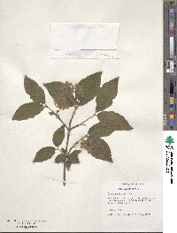 Viburnum erosum image