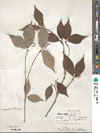 Viburnum erosum image