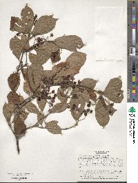 Viburnum erosum image