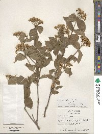 Viburnum erosum image