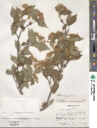 Viburnum erosum image