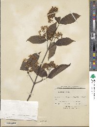 Viburnum erosum image