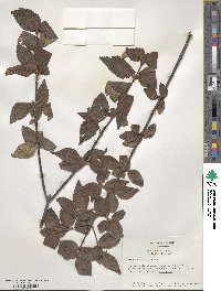 Viburnum erosum image