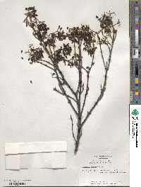 Viburnum erosum image