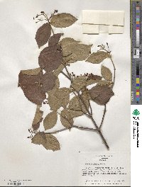 Viburnum erosum image