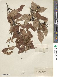 Viburnum erosum image