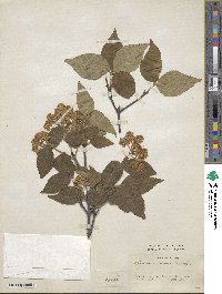 Viburnum erosum image