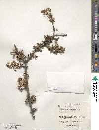 Viburnum farreri image