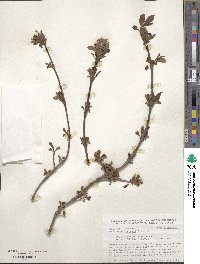 Viburnum farreri image