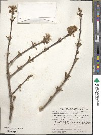 Viburnum farreri image