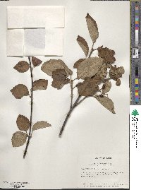 Viburnum betulifolium image