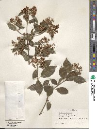 Viburnum foetidum image