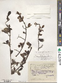 Viburnum foetidum image