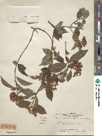 Viburnum foetidum image