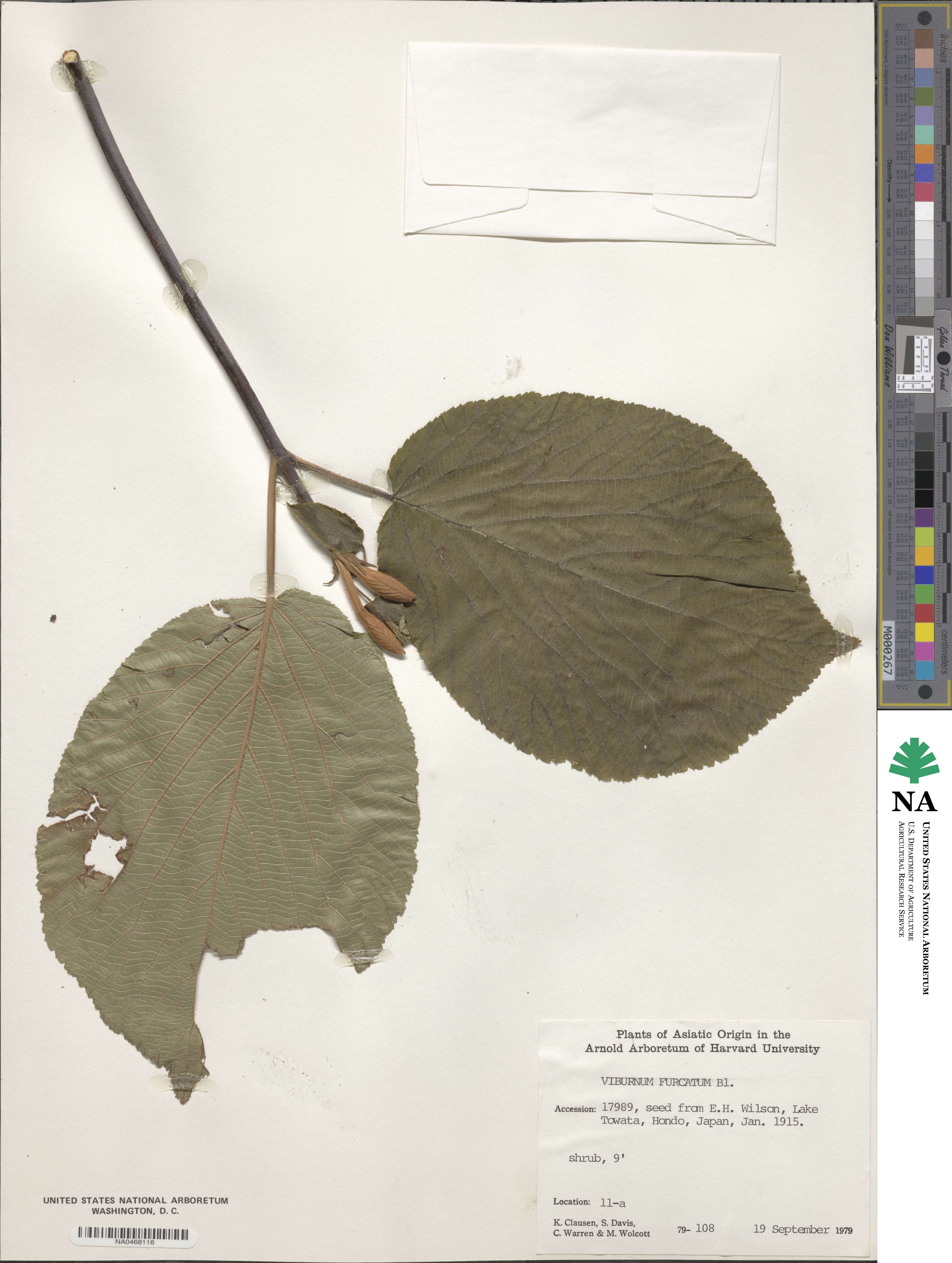 Viburnum furcatum image