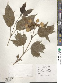 Viburnum hengshanicum image