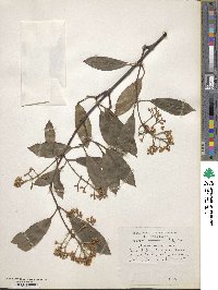 Viburnum henryi image