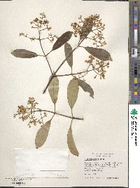 Viburnum henryi image