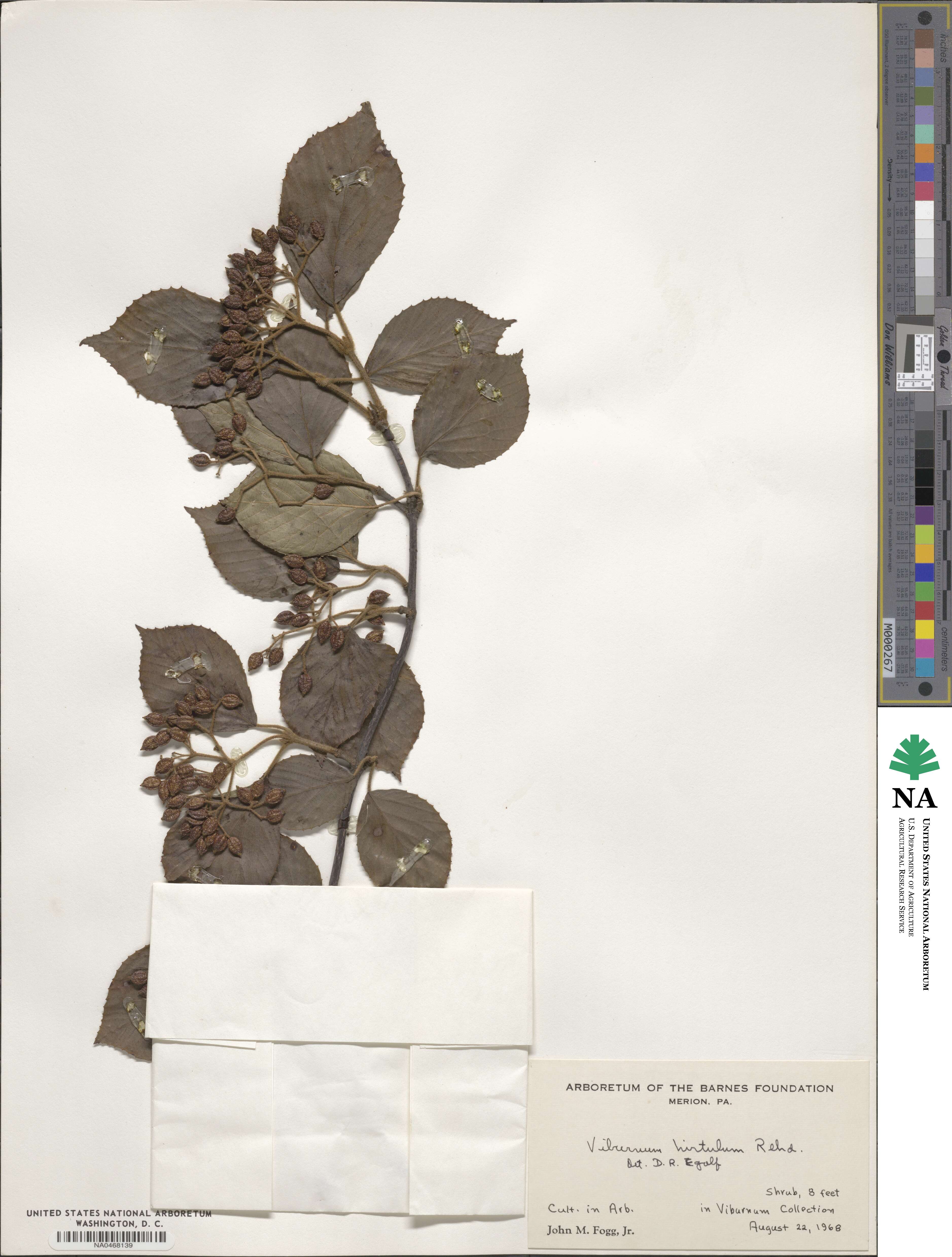 Viburnum fordiae image
