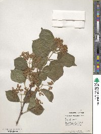 Viburnum betulifolium image