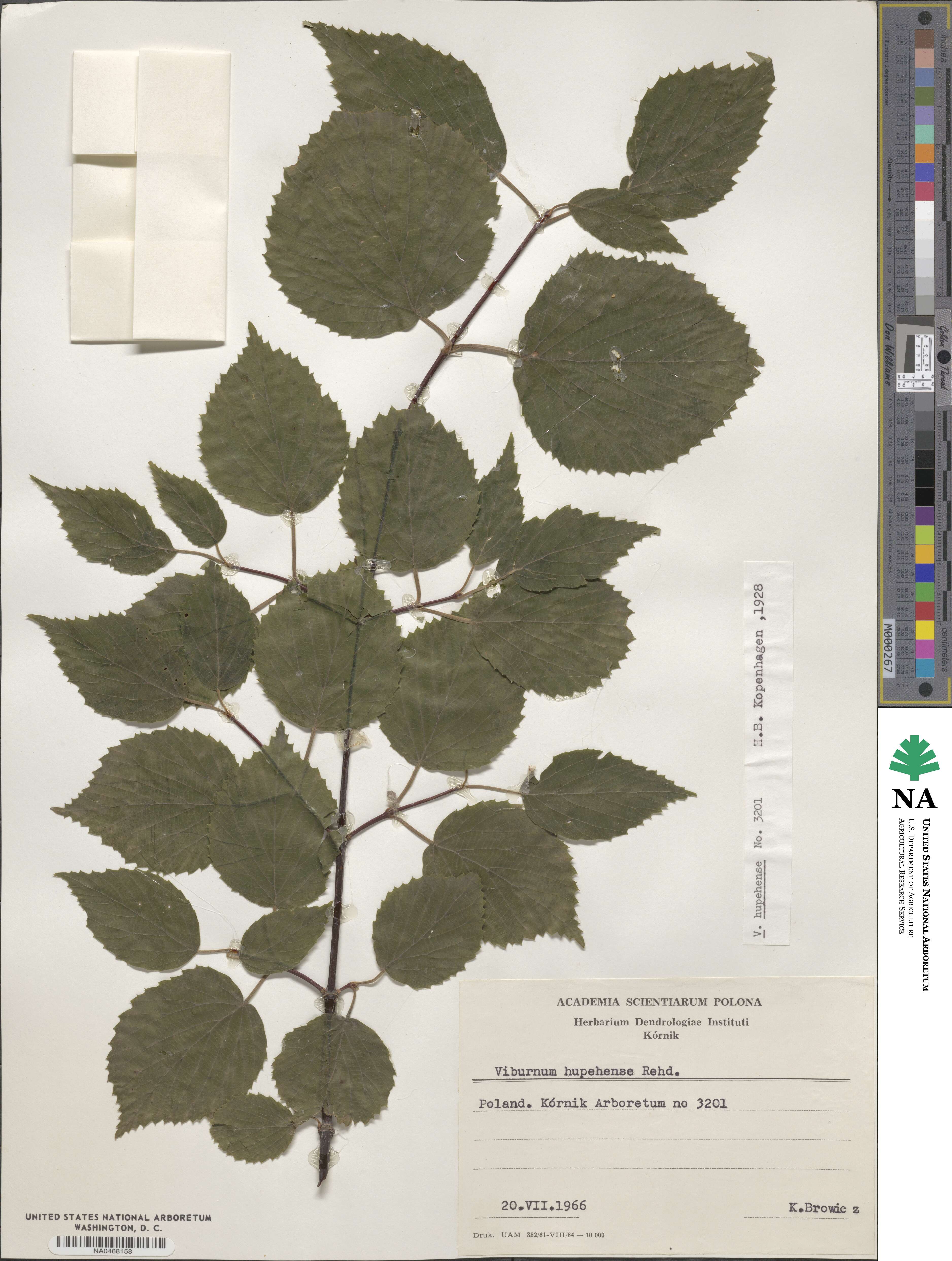 Viburnum betulifolium image