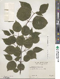 Viburnum betulifolium image