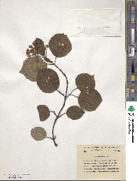 Viburnum betulifolium image