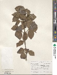 Viburnum erosum image