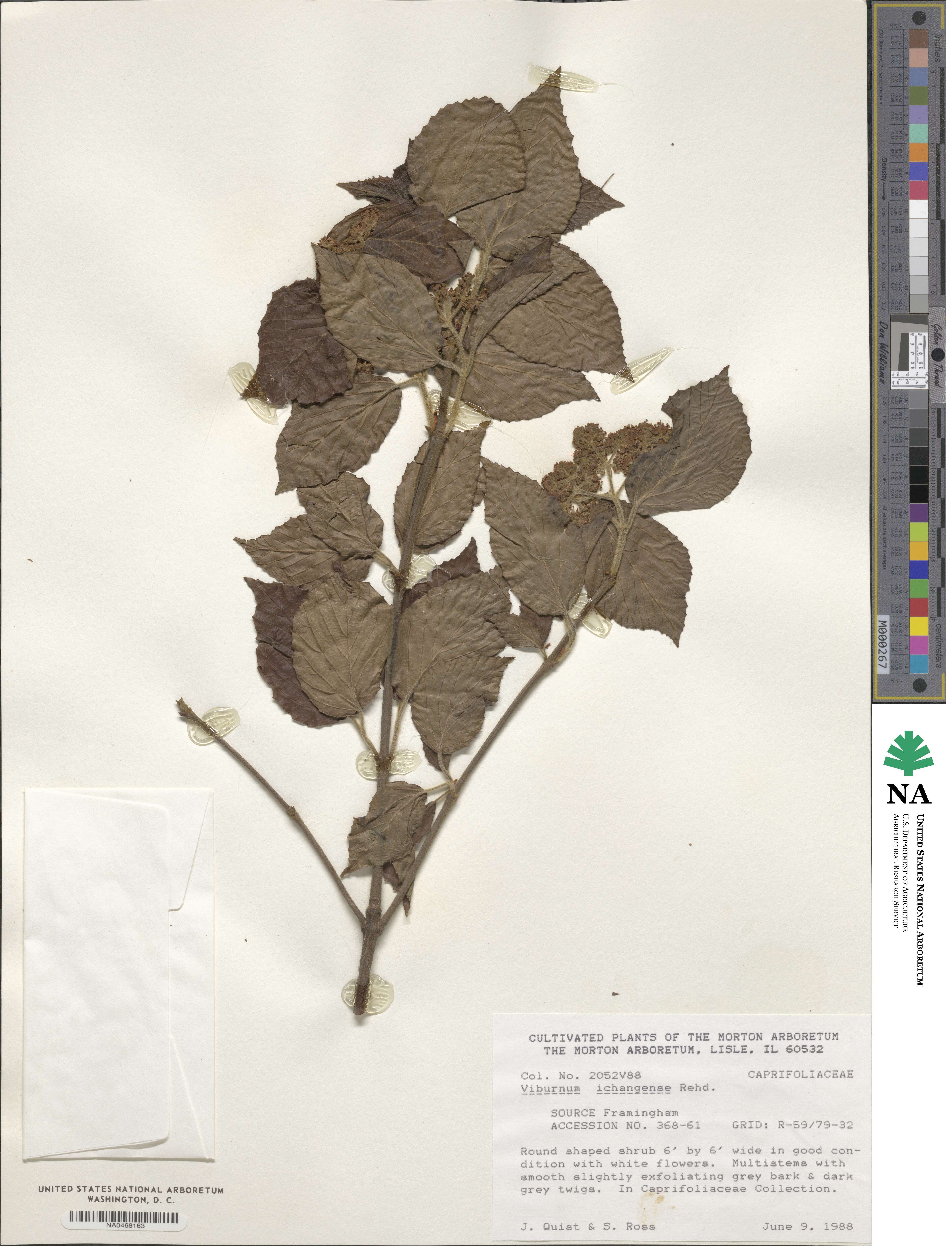 Viburnum erosum image