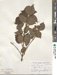 Viburnum erosum image