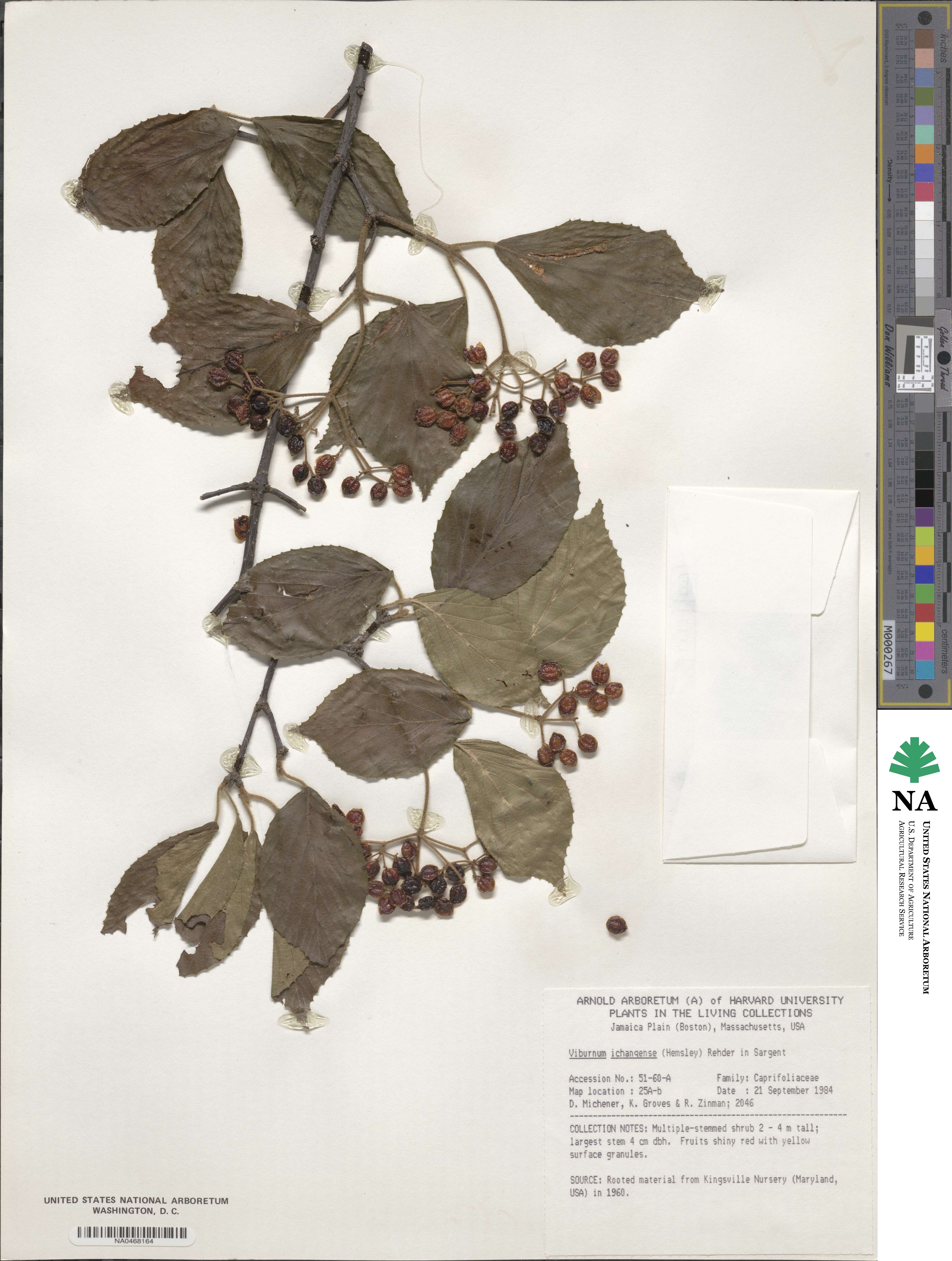 Viburnum erosum image