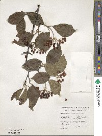 Viburnum erosum image