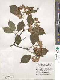 Viburnum erosum image