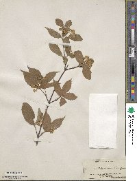 Viburnum erosum image