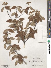 Viburnum erosum image