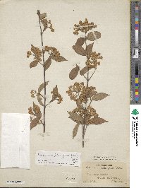 Viburnum erosum image