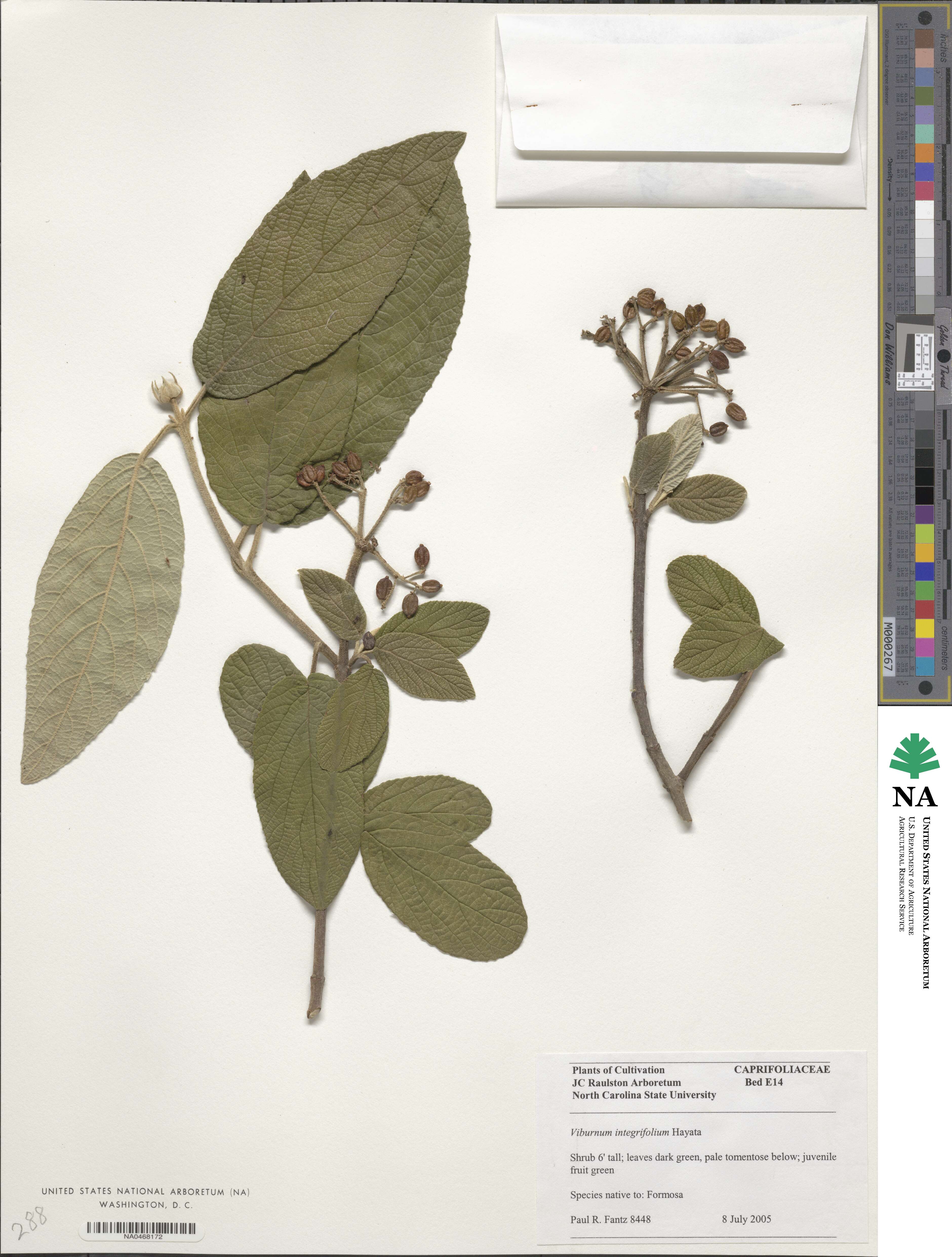 Viburnum hayatae image