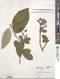 Viburnum hayatae image