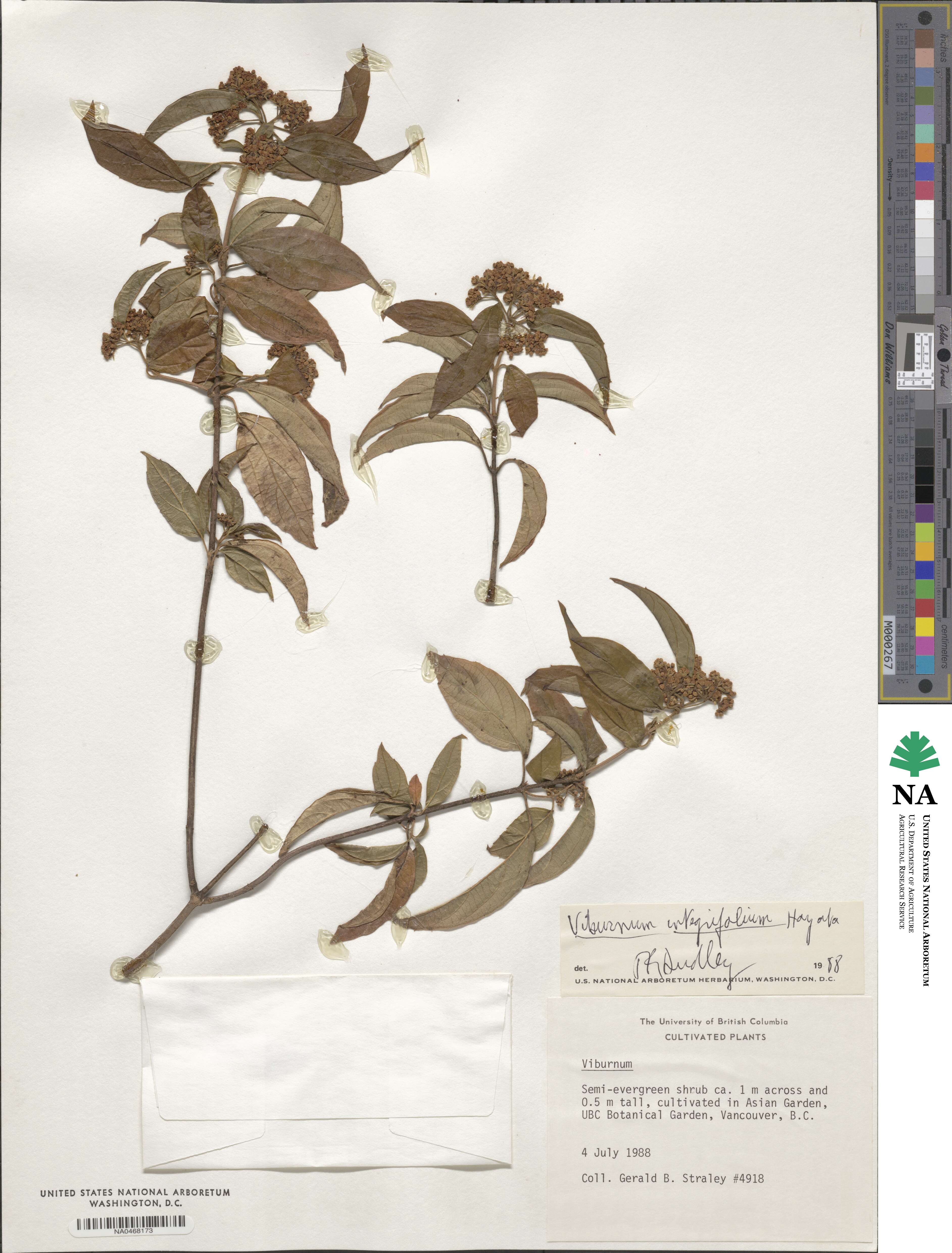 Viburnum hayatae image