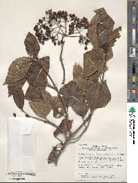 Viburnum japonicum image