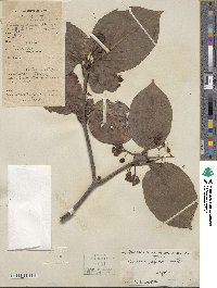 Viburnum japonicum image