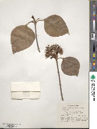 Viburnum japonicum image