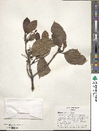 Viburnum japonicum image