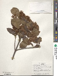 Viburnum japonicum image