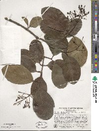 Viburnum japonicum image