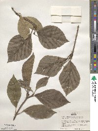 Viburnum japonicum image