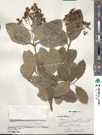 Viburnum japonicum image