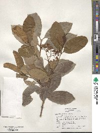 Viburnum japonicum image