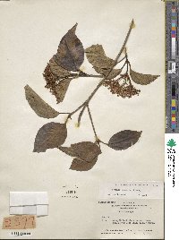 Viburnum japonicum image